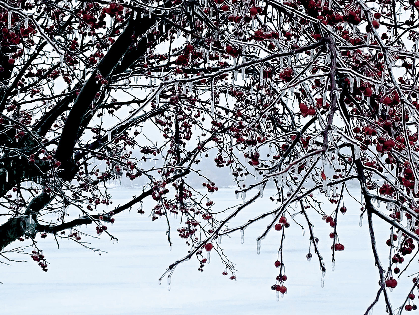Iced Branches on Lake Geneva